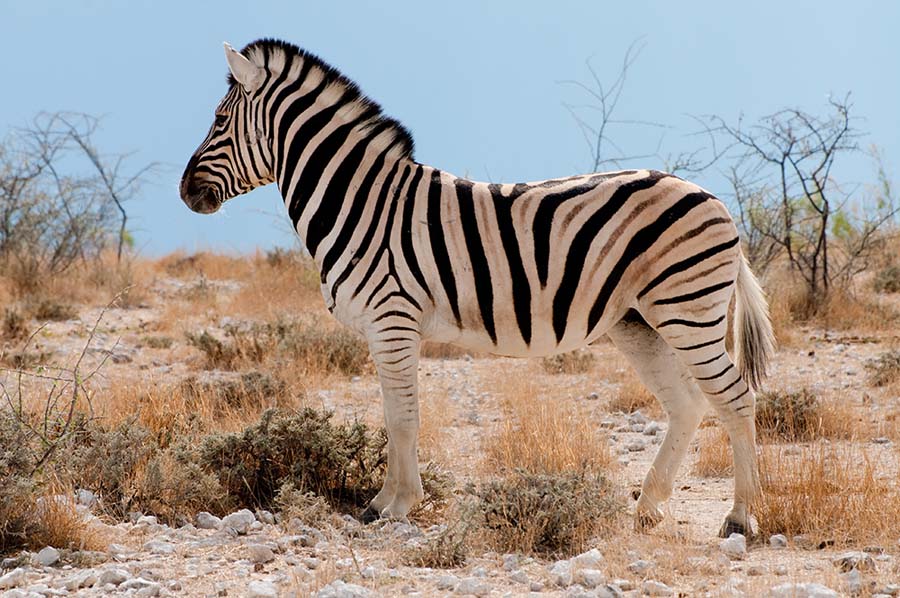 Steppenzebra, Etosha, Namibia 2011.